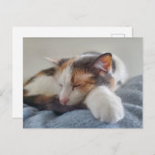 眠る三毛猫 ポストカード (正面/裏面)
