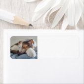 眠る三毛猫 ラベル (インサイチュ)