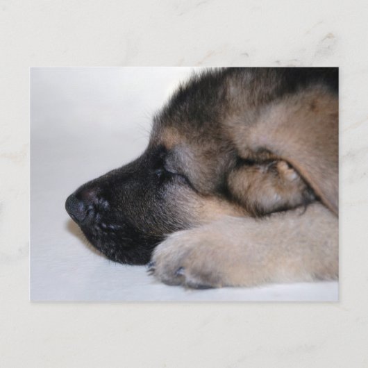 眠る子犬のはがき ポストカード (正面)
