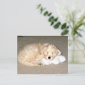 眠る子犬 ポストカード (スタンド正面)