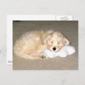 眠る子犬 ポストカード (正面/裏面)