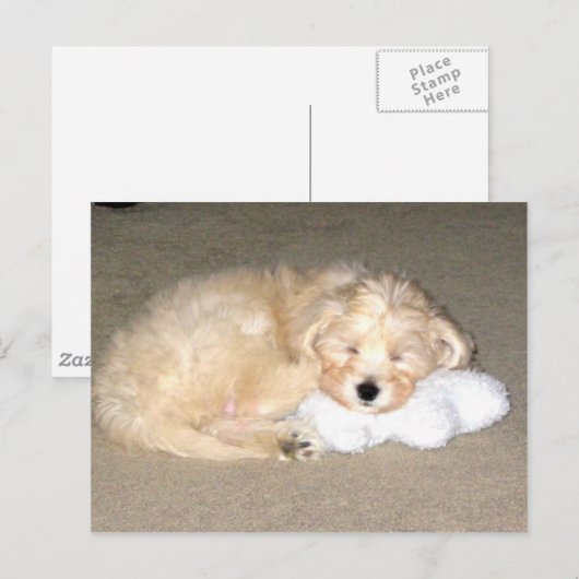 眠る子犬 ポストカード (正面/裏面)