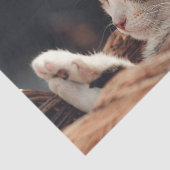 眠る子猫チャイルド 薄葉紙 (詳細)