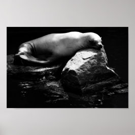 眠る海ライオン。1781 ポスター