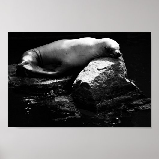 眠る海ライオン。1781 ポスター (正面)