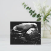 眠る海ライオン。1781 ポストカード (スタンド正面)