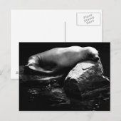 眠る海ライオン。1781 ポストカード (正面/裏面)