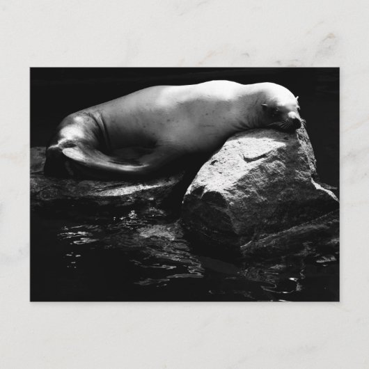 眠る海ライオン。1781 ポストカード (正面)