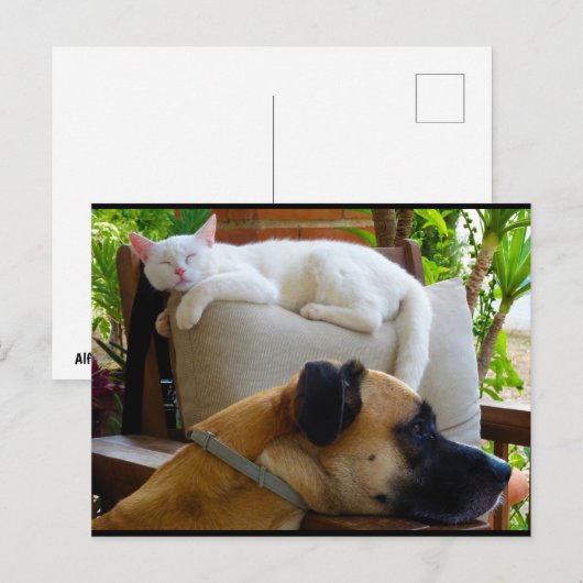 眠る猫をそのままに ポストカード (正面/裏面)