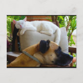 眠る猫をそのままに ポストカード (正面)