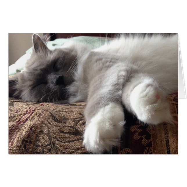 眠る猫、カード (正面横)