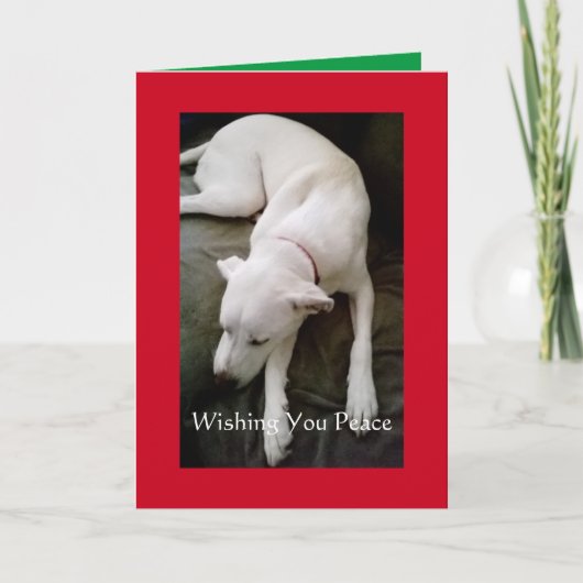 眠る穏やかな白い犬のクリスマスホリデー カード (正面)