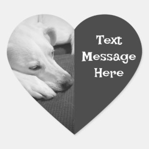 眠る美しい犬の白黒の写真 過去記事 ハートシール