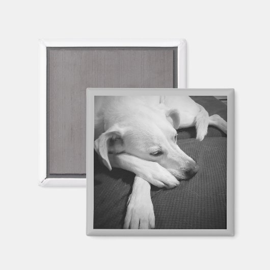 眠る美しい犬の白黒の写真|過去記事 マグネット (正面/裏面)
