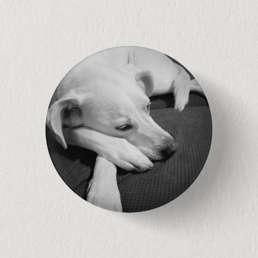 眠る美しい犬の白黒の写真|過去記事 缶バッジ (正面)