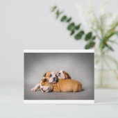 眠る英語ブルドッグ ポストカード (スタンド正面)