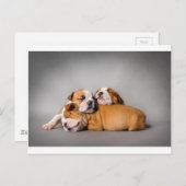 眠る英語ブルドッグ ポストカード (正面/裏面)