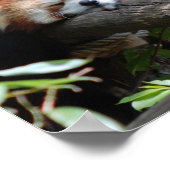 眠る赤いパンダのポスター ポスター (角)