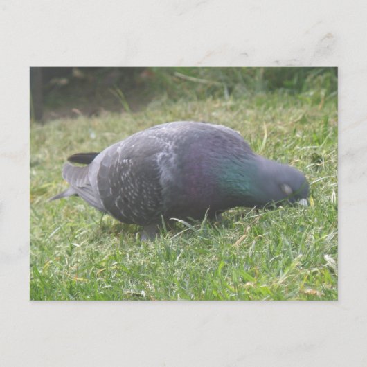 眠る鳩はがき ポストカード (正面)