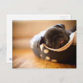 眠る黒い中国のパグ子犬 ポストカード (正面/裏面)