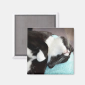 眠るtuxedo cat chinビュー子猫画像 マグネット (正面/裏面)