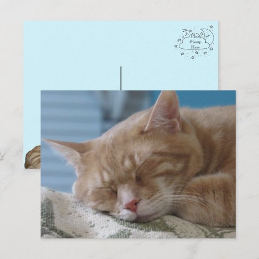 眠れるキティタズ - 猫のポストカード シーズンポストカード (正面/裏面)