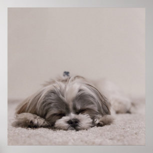 眠れるシーズー(犬)のtzuポスター、眠れる犬 ポスター