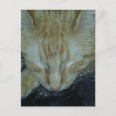 眠れるスイートジンジャー子猫 ポストカード (正面)