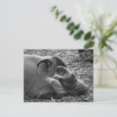 「眠れるベトナム豚」 ポストカード (スタンド正面)