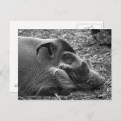 「眠れるベトナム豚」 ポストカード (正面/裏面)