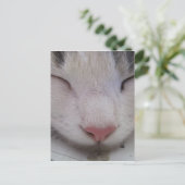 眠れる猫 ポストカード (スタンド正面)