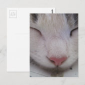 眠れる猫 ポストカード (正面/裏面)