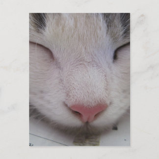 眠れる猫 ポストカード