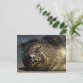 眠れる象のシールはがき ポストカード (スタンド正面)