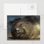 眠れる象のシールはがき ポストカード (正面/裏面)