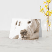 眠フレンドリーい白いピットブル嫌い行為は繁殖しない カード (黄色い花)