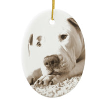 眠フレンドリーい白いピットブル嫌い行為は繁殖しない