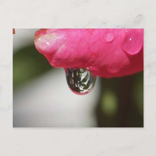 眺めと上がりました ポストカード (正面)