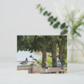 眺めを楽しむハト ポストカード (スタンド正面)