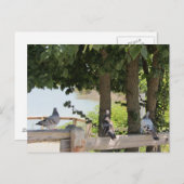 眺めを楽しむハト ポストカード (正面/裏面)