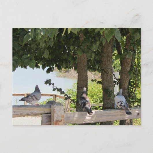眺めを楽しむハト ポストカード (正面)