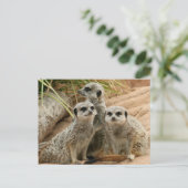 眺望のMeerkats ポストカード (スタンド正面)