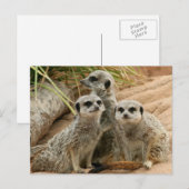 眺望のMeerkats ポストカード (正面/裏面)