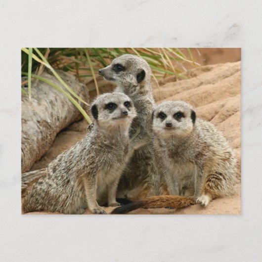 眺望のMeerkats ポストカード (正面)