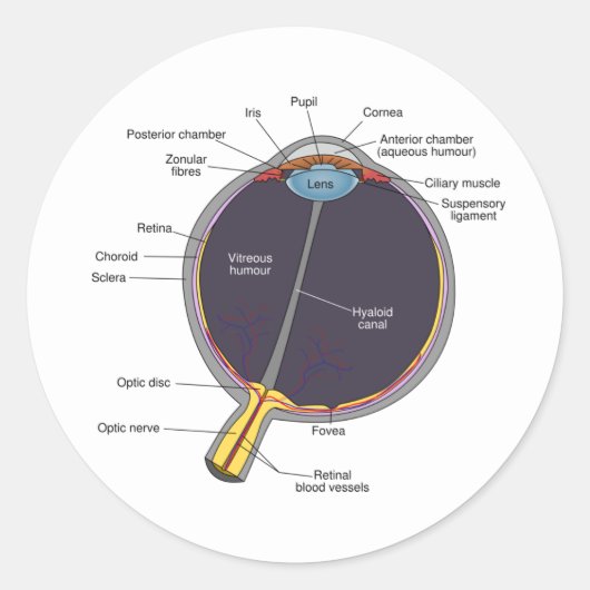 眼の解剖学のシール ラウンドシール (正面)