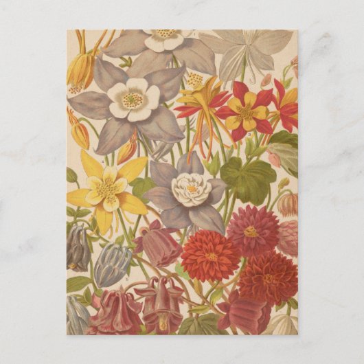 眼痛症 | ジョージ・ニコルソン ポストカード (正面)