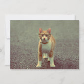 眼鏡おもしろい付き猫 招待状 (裏面)