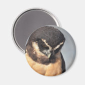 眼鏡付きフクロウが下を見て詰める マグネット (正面/裏面)