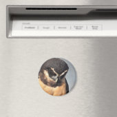 眼鏡付きフクロウが下を見て詰める マグネット (インサイチュ (食洗機))