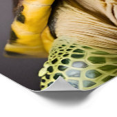 眼鏡魅力的付き亀 ポスター (角)